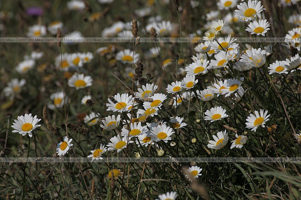 Leucanthemum vulgare Ox-eye Daisy