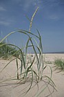 Leymus arenarius Lyme Grass
