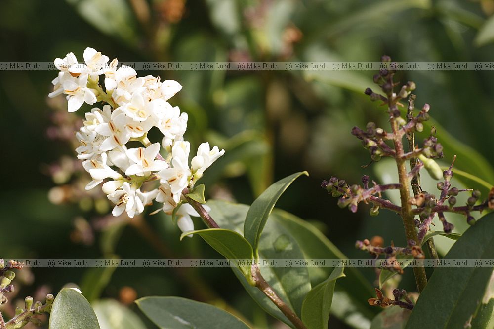 Ligustrum vulgare Wild Privet