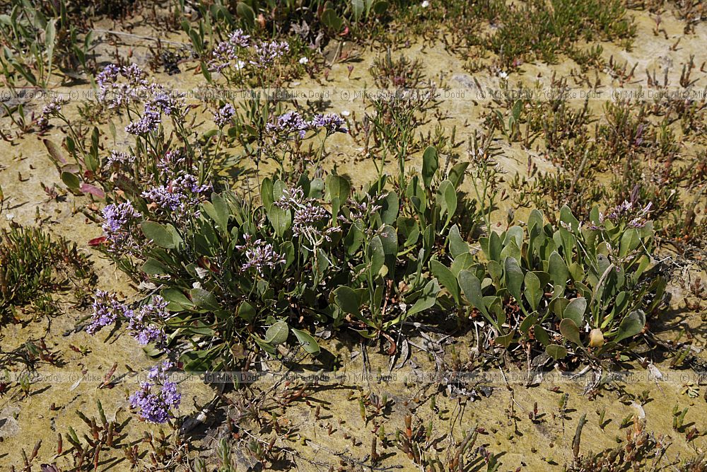 Limonium vulgare Common Sea-lavender
