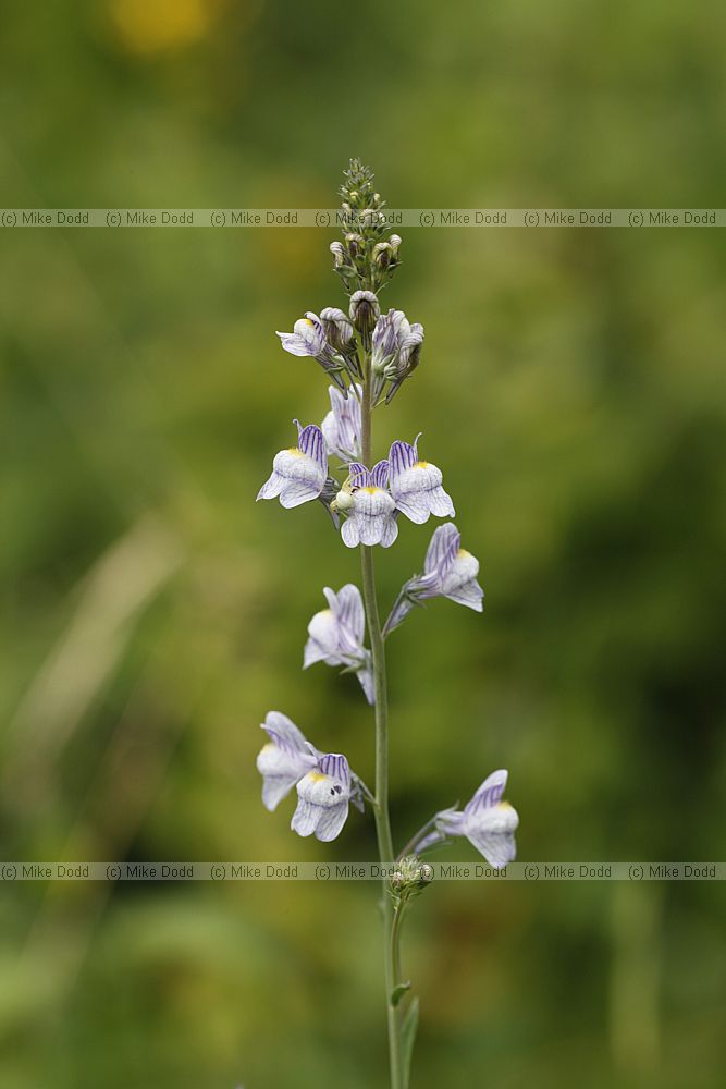 Linaria repens Pale Toadflax