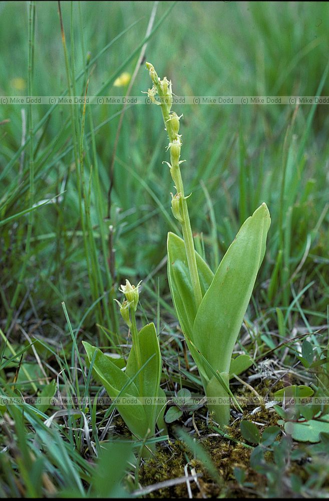 Liparis loeselii Fen Orchid