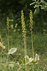 Listera ovata Common Twayblade