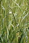 Lolium multiflorum Italian Rye-grass