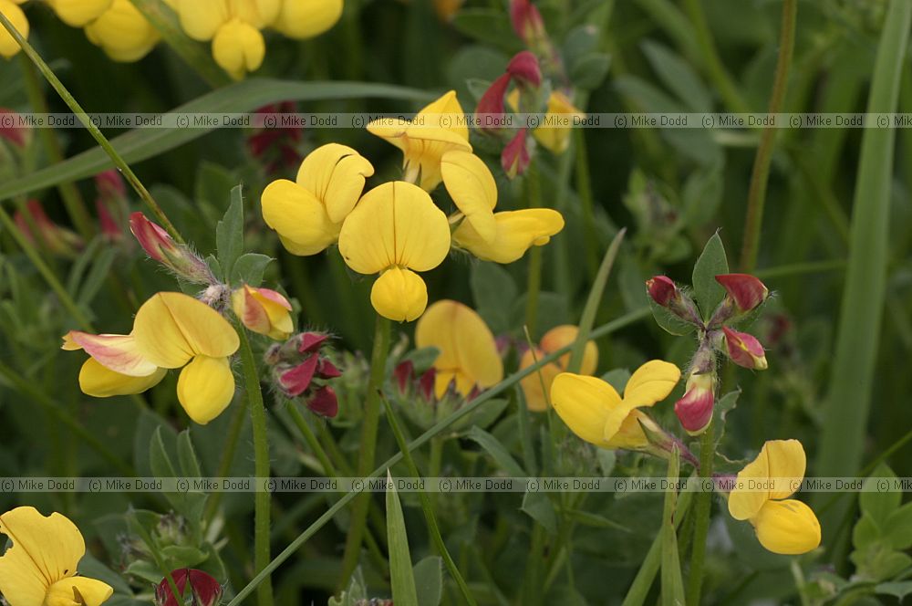 Lotus corniculatus Birdsfoot Trefoil