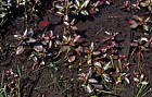 Ludwigia palustris Hampshire Purslane