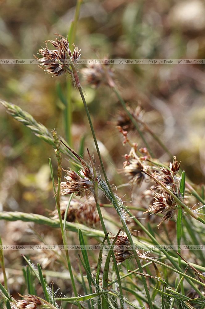 Luzula multiflora Heath woodrush (?)