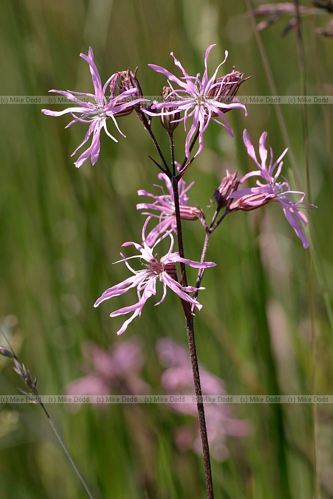 Lychnis flos-cuculi Ragged robin