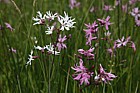 Lychnis flos-cuculi Ragged Robin with white version