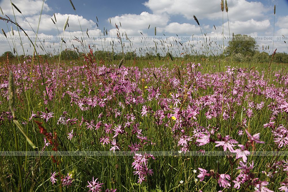 Lychnis flos-cuculi Ragged Robin