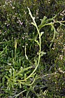 Lycopodium clavatum Stagshorn Clubmoss