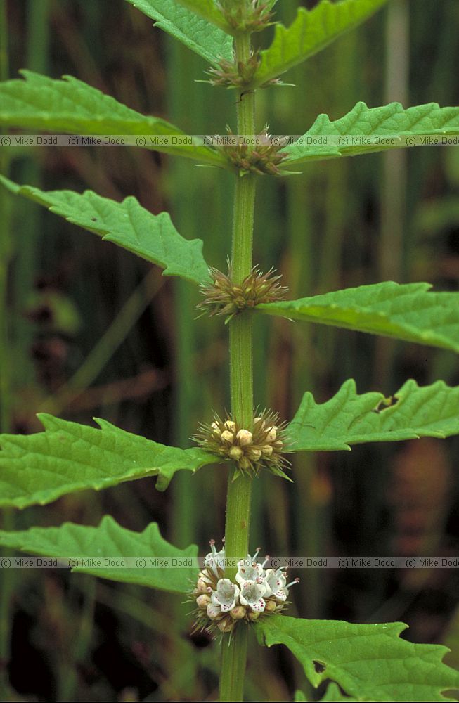 Lycopus europaeus Gipsywort