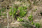 Lysichiton americanus American Skunk-cabbage invading Lydford gorge