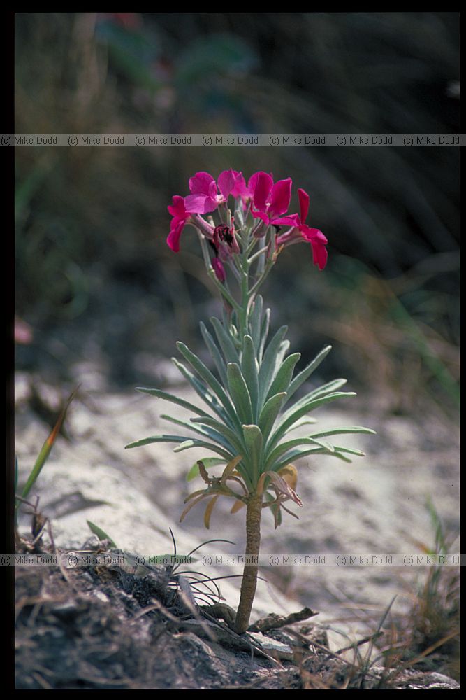 Matthiola incana Hoary Stock