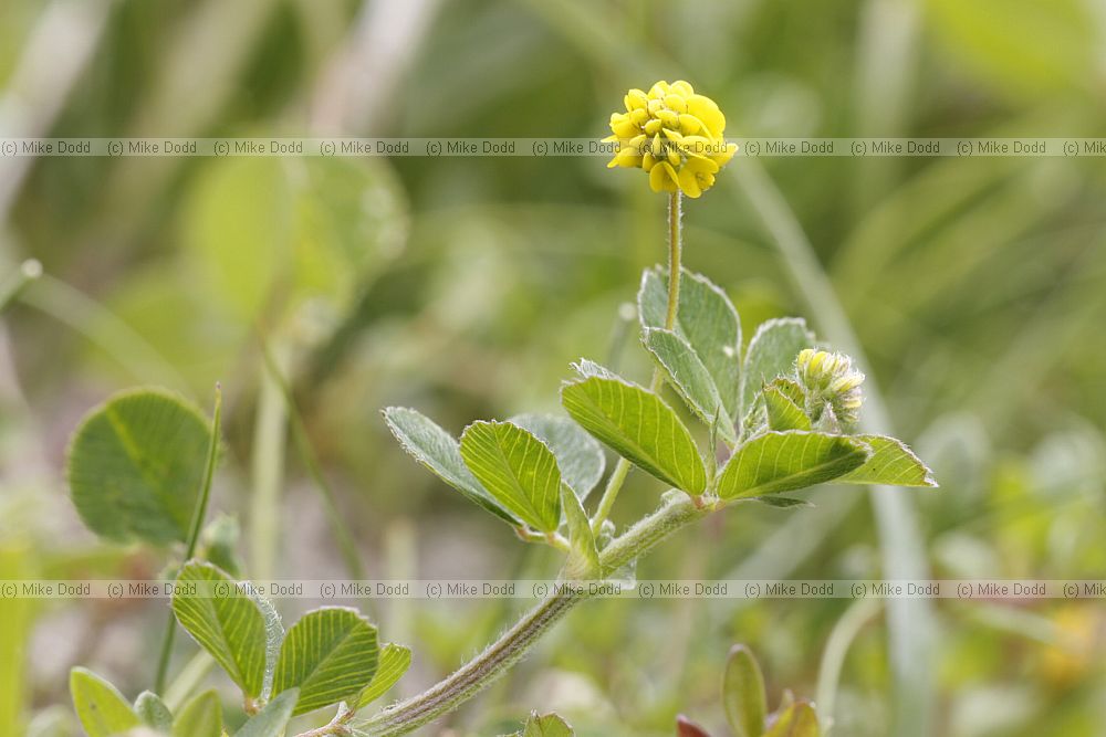 Medicago lupulina Black Medick