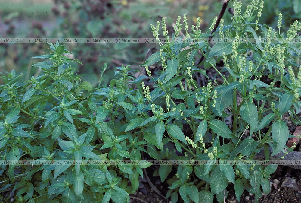 Mercurialis annua Annual Mercury