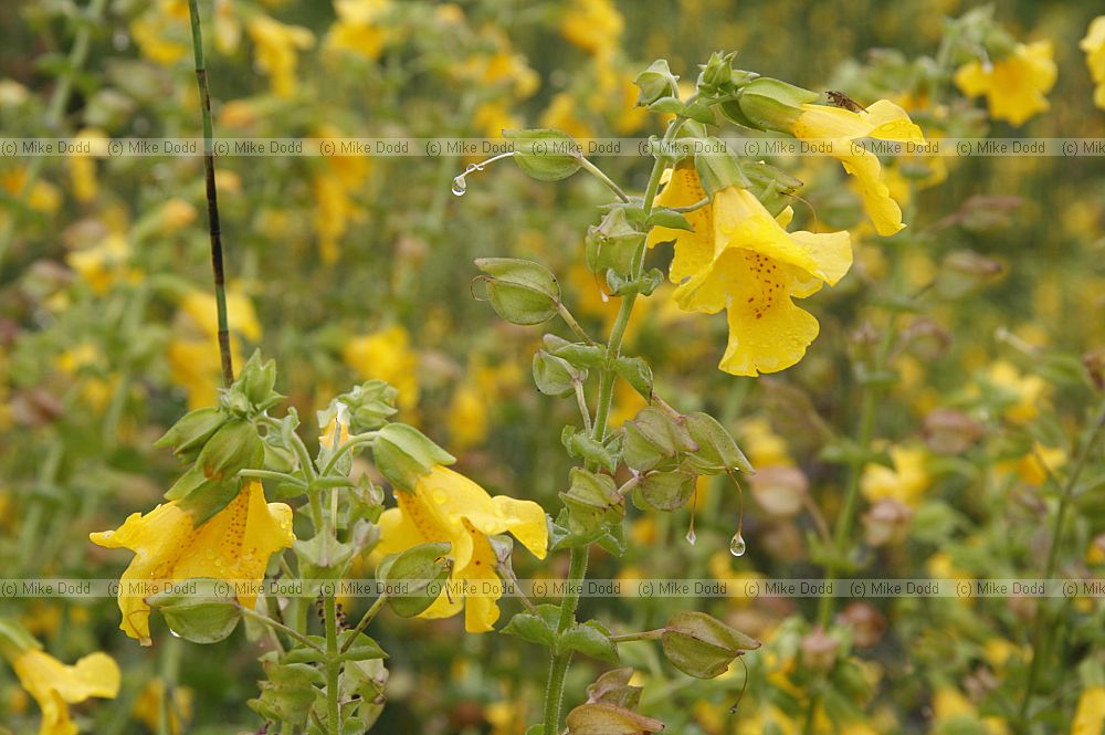 Mimulus guttatus Monkeyflower