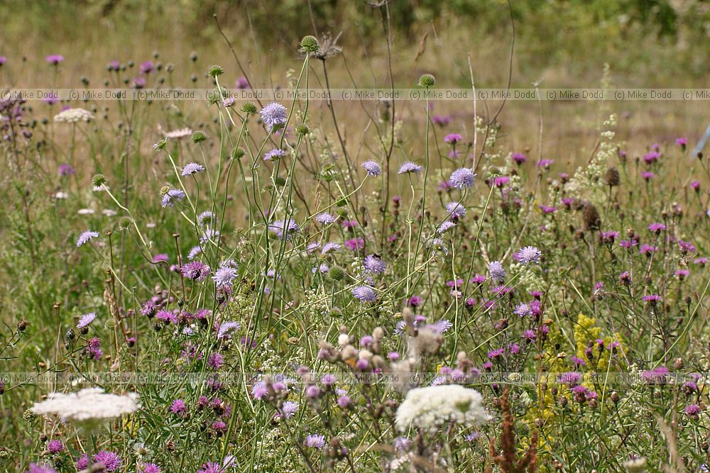 mixed wild flowers on rough ground