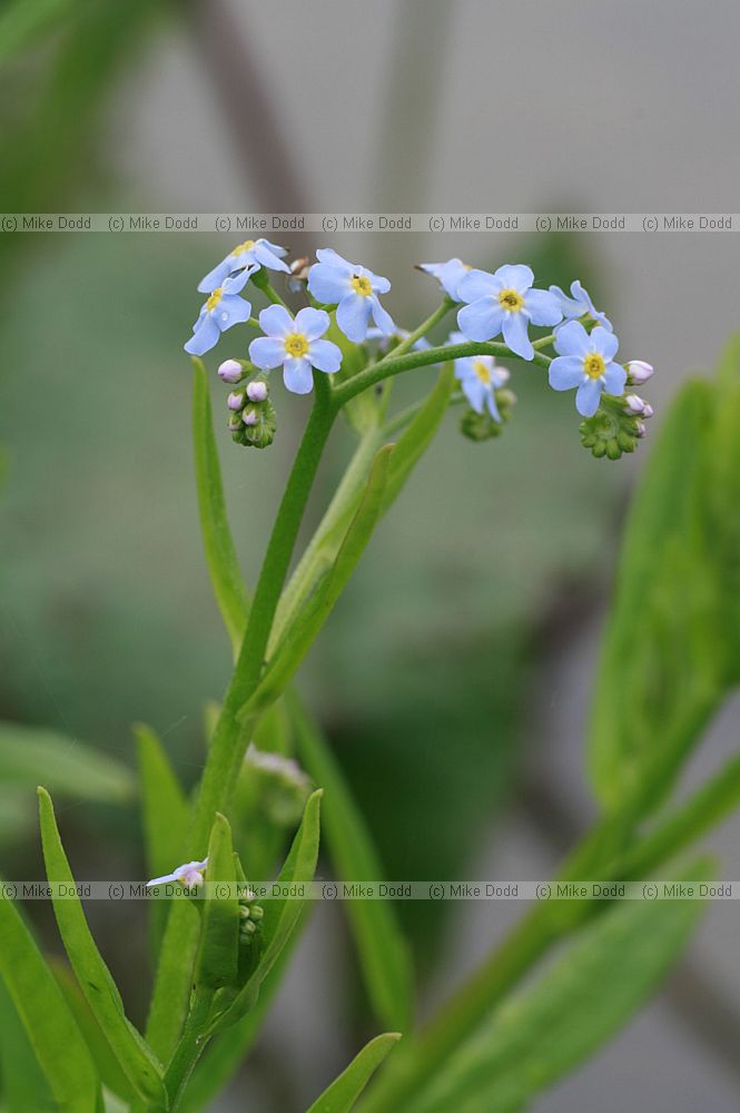 Myosotis scorpioides Water-forget-me-not (?)