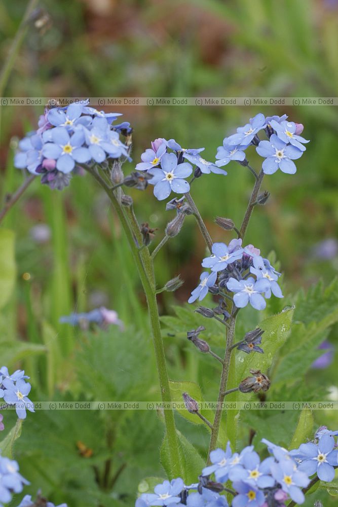 Myosotis sylvatica Wood Forgetmenot