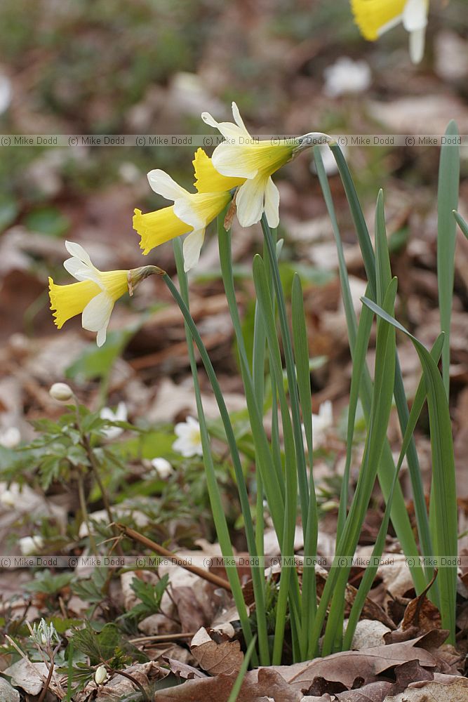Narcissus pseudonarcissus Wild Daffodil
