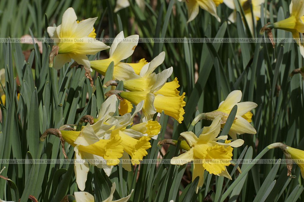 Narcissus pseudonarcissus Wild Daffodil