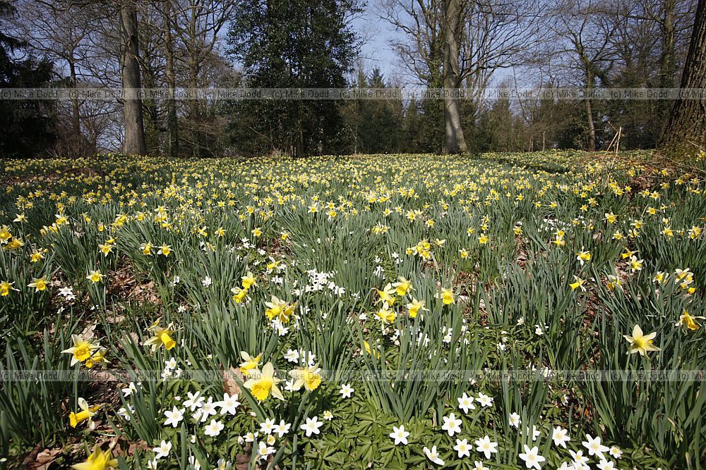 Narcissus pseudonarcissus Wild Daffodil and Anemone nemorosa Wood Anemone