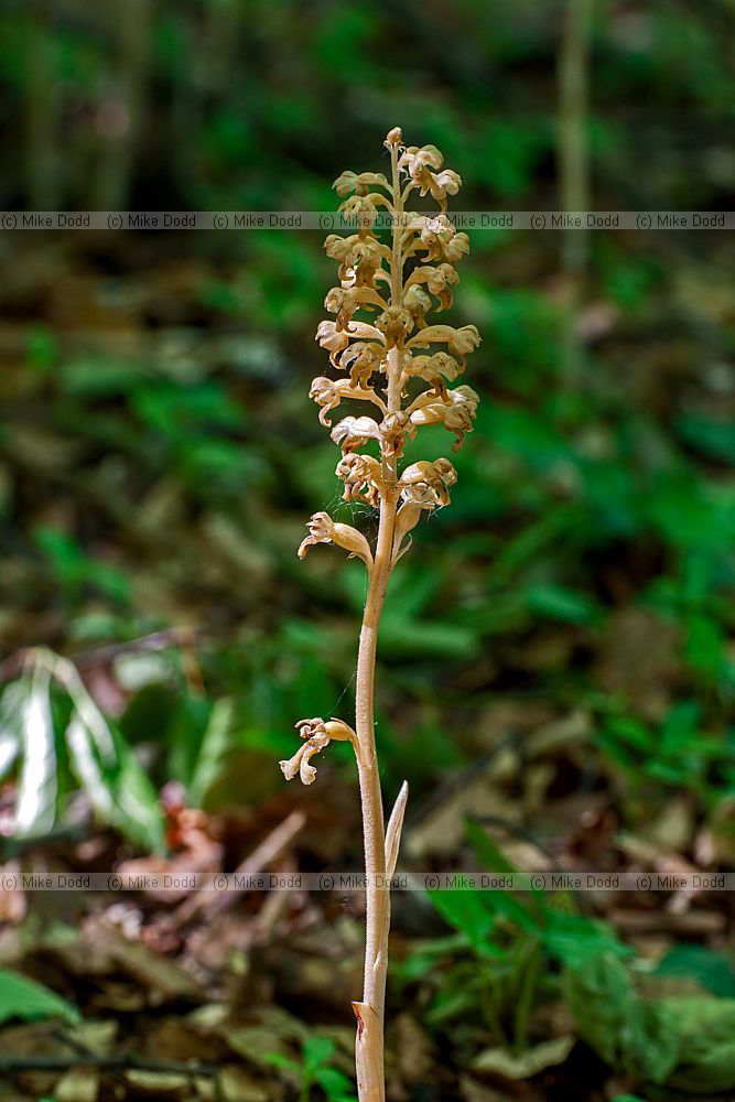 Neottia nidus-avis Birdsnest Orchid