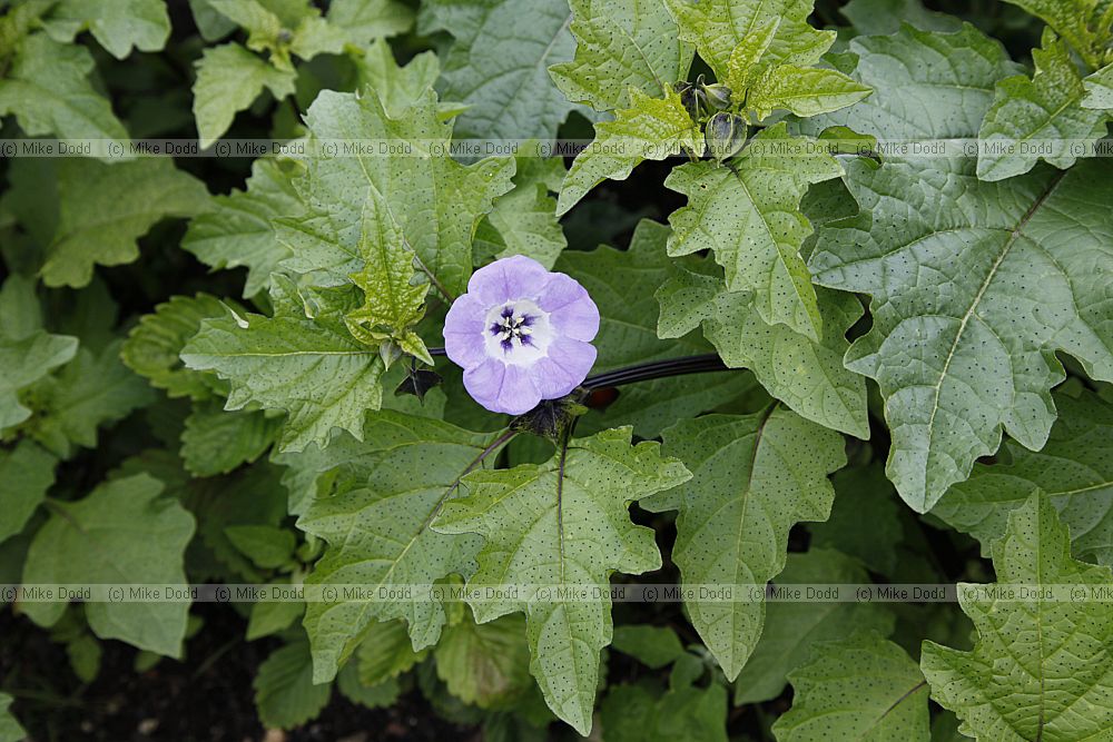 Nicandra physalodes Apple of Peru