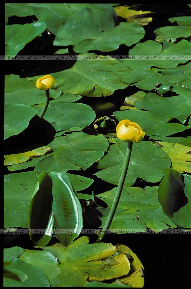 Nuphar lutea Yellow Water-lily