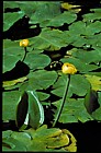 Nuphar lutea Yellow Water-lily