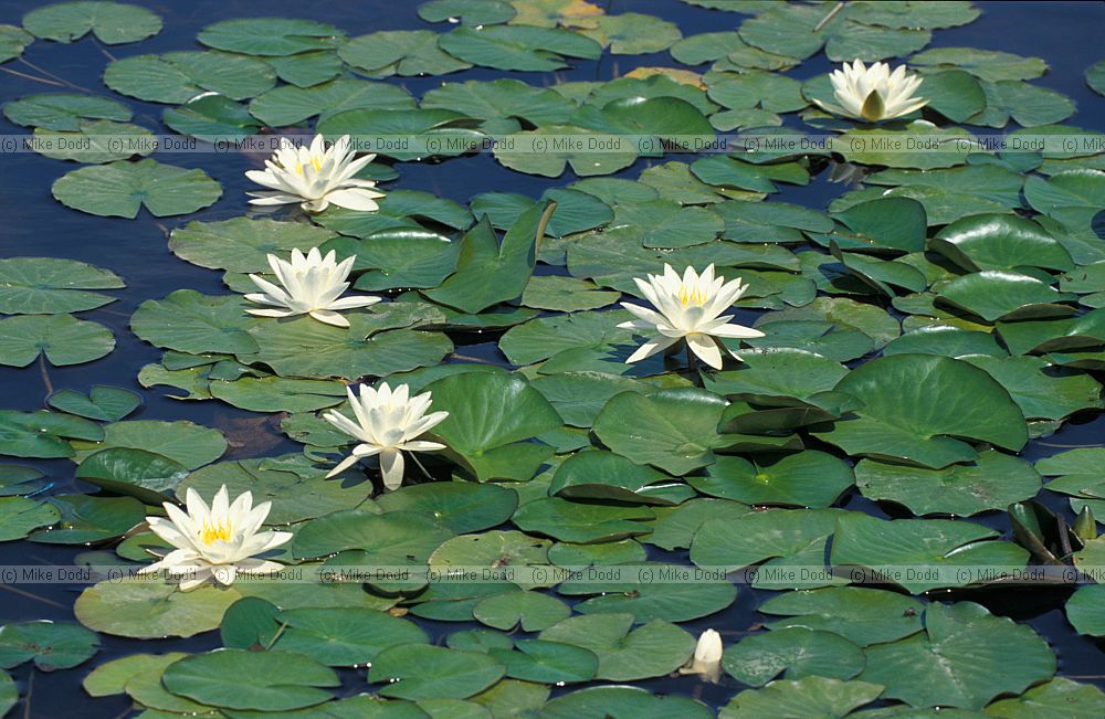 Nymphaea alba White Water-lily