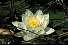Nymphaea alba White Water-lily