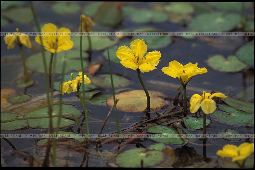 Nymphoides peltata Fringed Water-lily