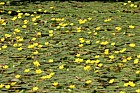 Nymphoides peltata Fringed Water-lily