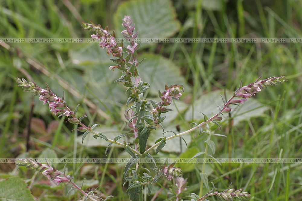 Odonites vernus Red Bartsia