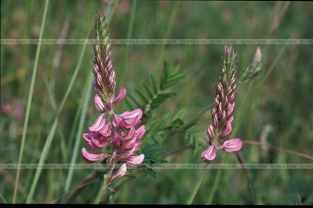 Onobrychis viciifolia Sanfoin