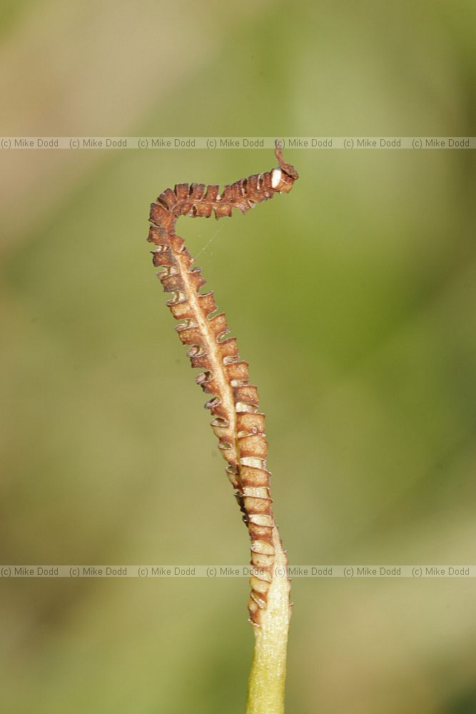 Ophioglossum vulgatum Adderstongue fern with spores