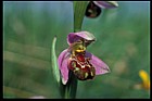 Ophrys apifera Bee Orchid