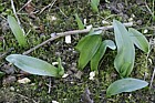 Ophrys apifera Bee Orchid seedlings