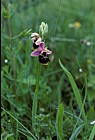 Ophrys fuciflora Late Spider Orchid