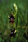 Ophrys insectifera Fly Orchid