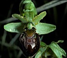 Ophrys sphegodes Early Spider Orchid