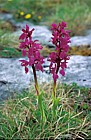 Orchis mascula Early Purple Orchid