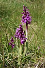 Orchis mascula Early purple orchid