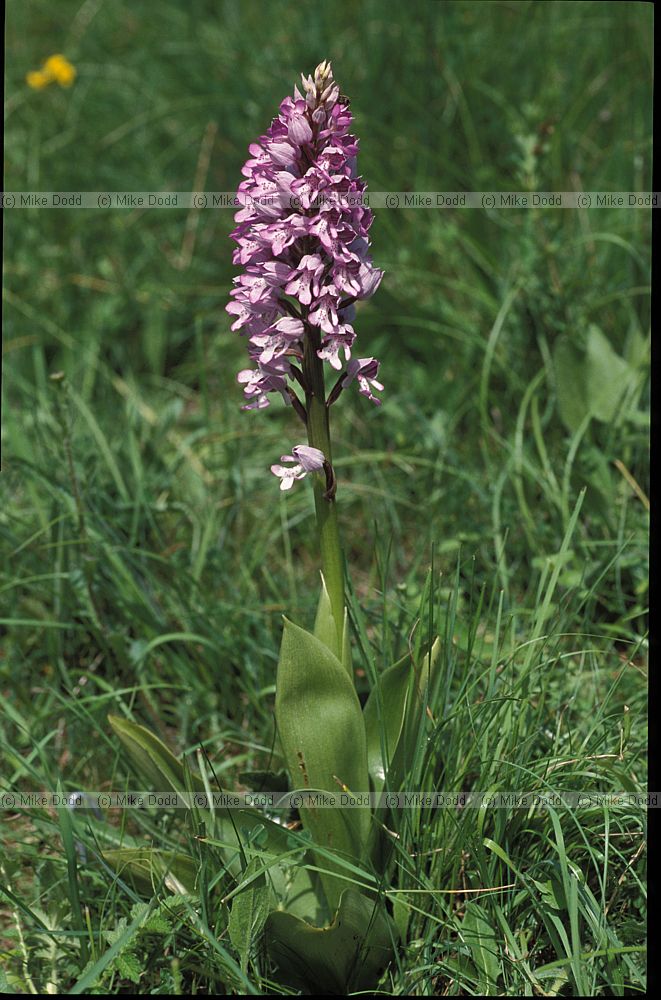 Orchis militaris Military Orchid