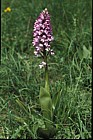Orchis militaris Military Orchid