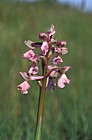 Orchis morio Green-winged orchid pale form