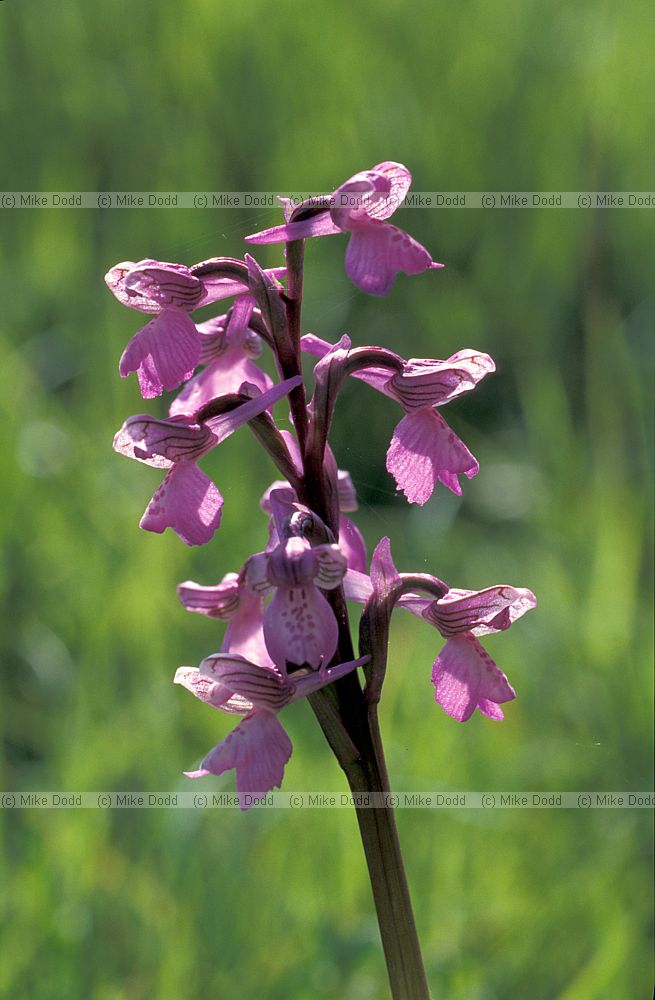 Orchis morio Green-winged orchid