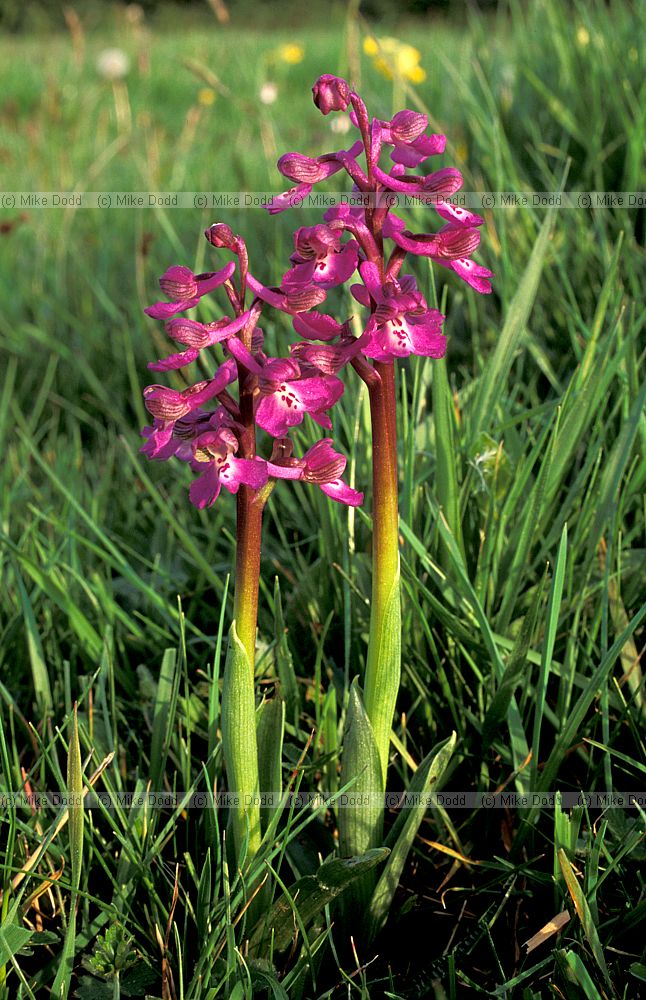 Orchis morio Green-winged orchid
